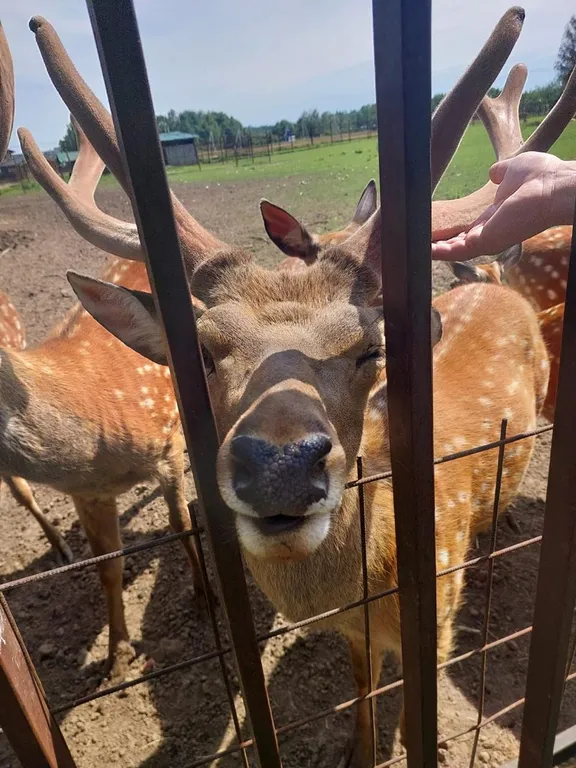 Дом в Сорочанах
