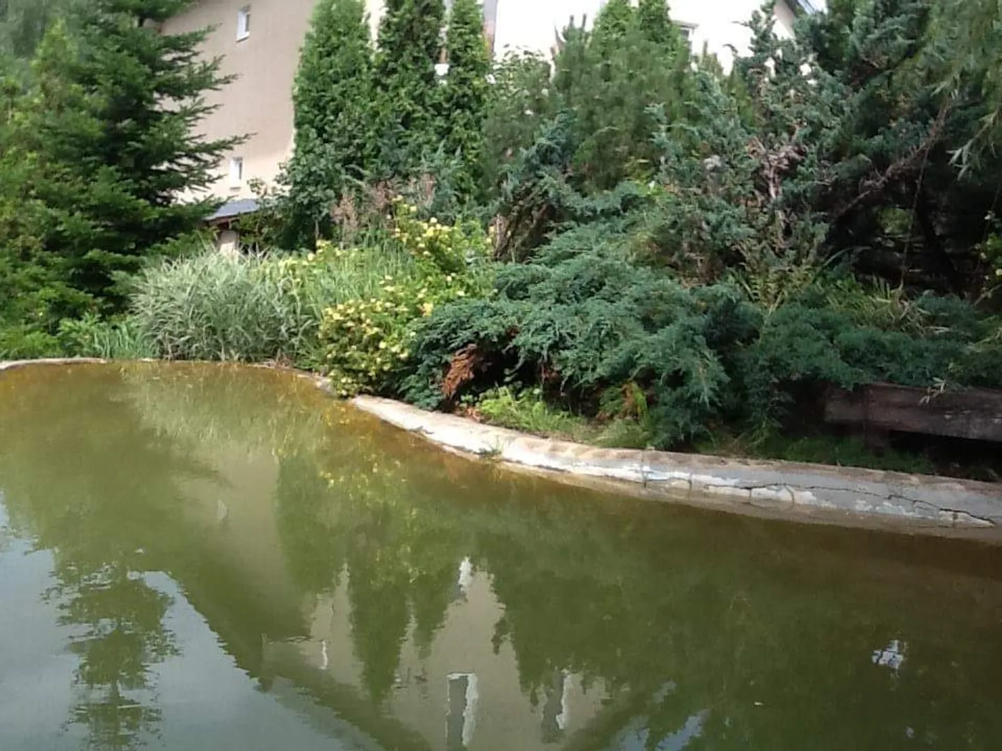 Пруд-купель с родниковой водой, с видом на можжевеловую горку, на фасад дома