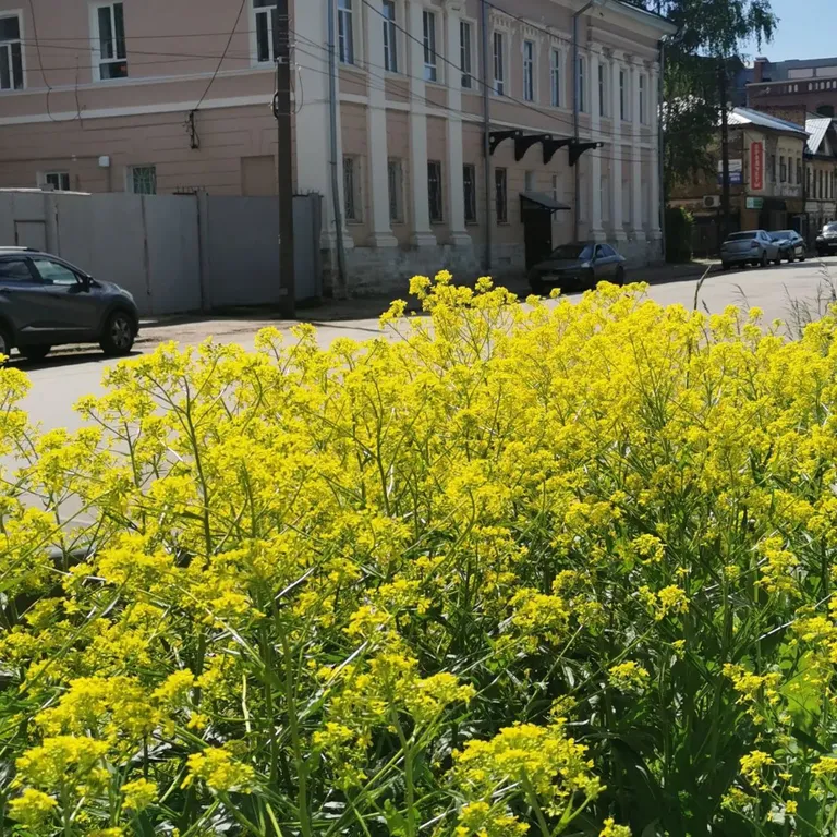 Апартаменты Фарфор и соловей