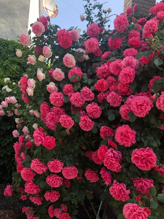 Квартира Комната — Анапа