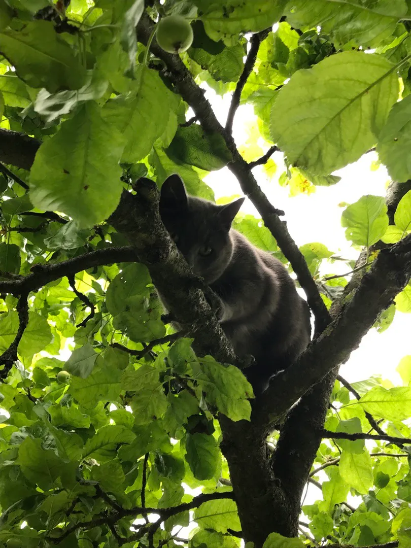 Наш котик "Маркиз"