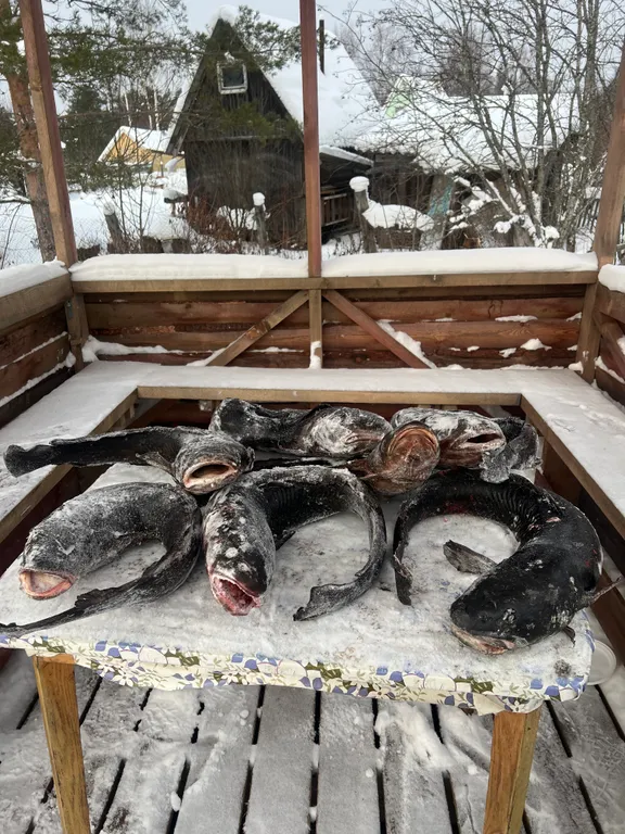 Уютный дом на берегу реки Водла для круглогодичного отдыха