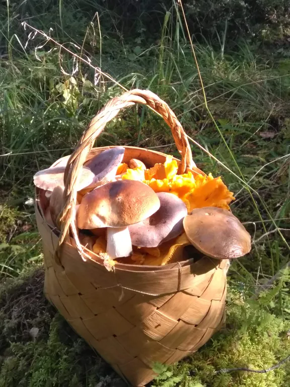 Уютный дом на Онежском озере