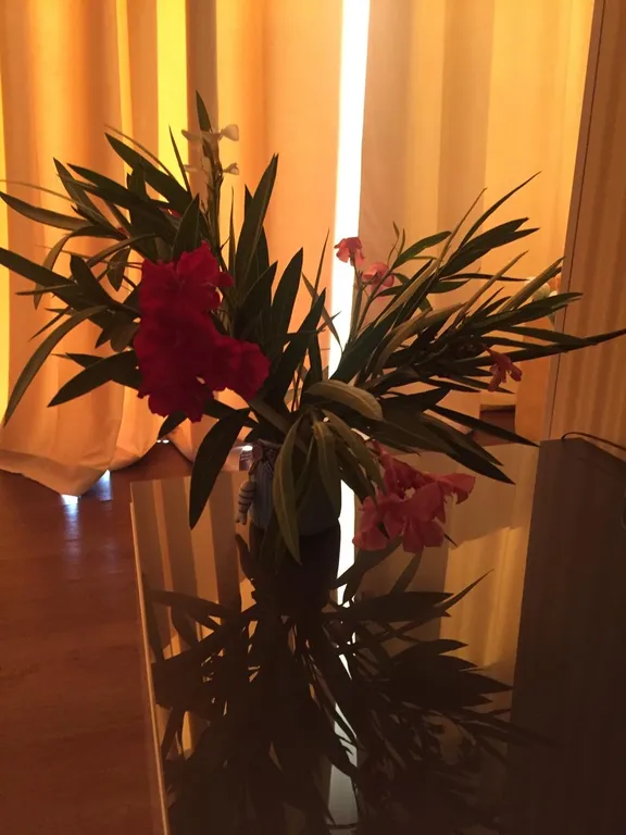 Апартамент в отеле Аюдаг Resort