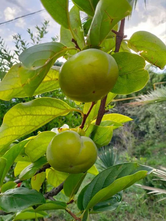 Коттедж под ключ на море