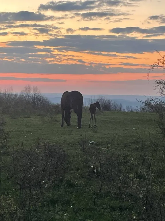 Отдых в горах А-Ферма Хаджох