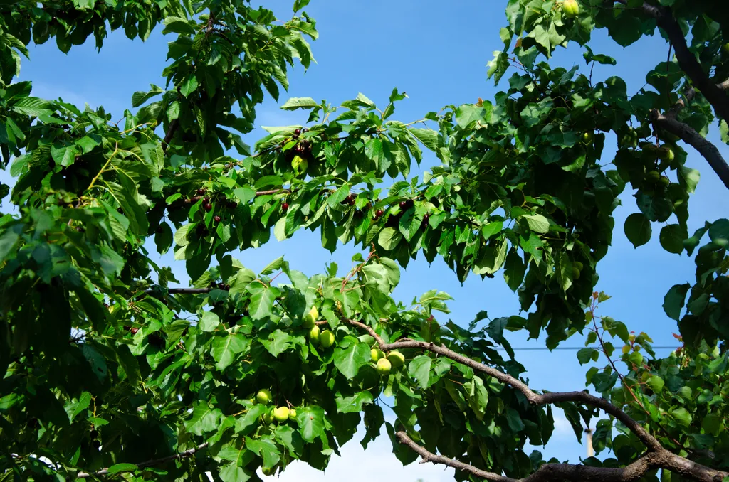 Домик в Гергебиле
