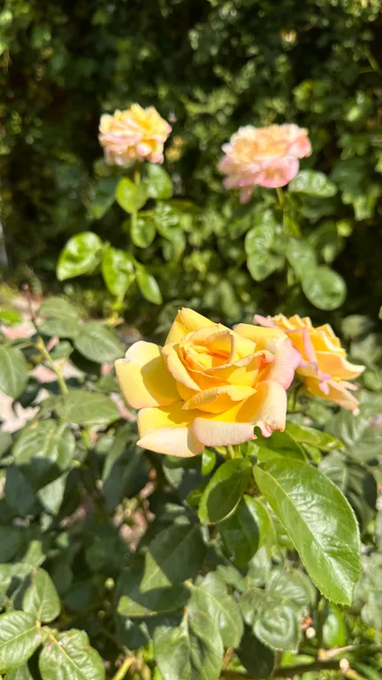 Квартира Благоустроенная комната в коттедже с террассой — Голубицкая