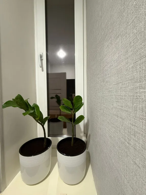 Центр эспланада командировка