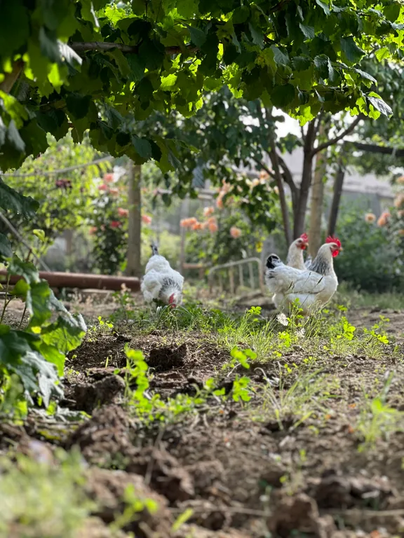 Коттедж Уютный домик с большим огородом у Сулакского каньона — Миатли