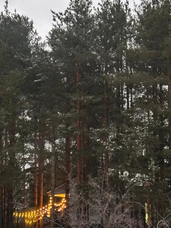 Уютный дом, баня на дровах, банный чан в сосновом бору Петрозаводска