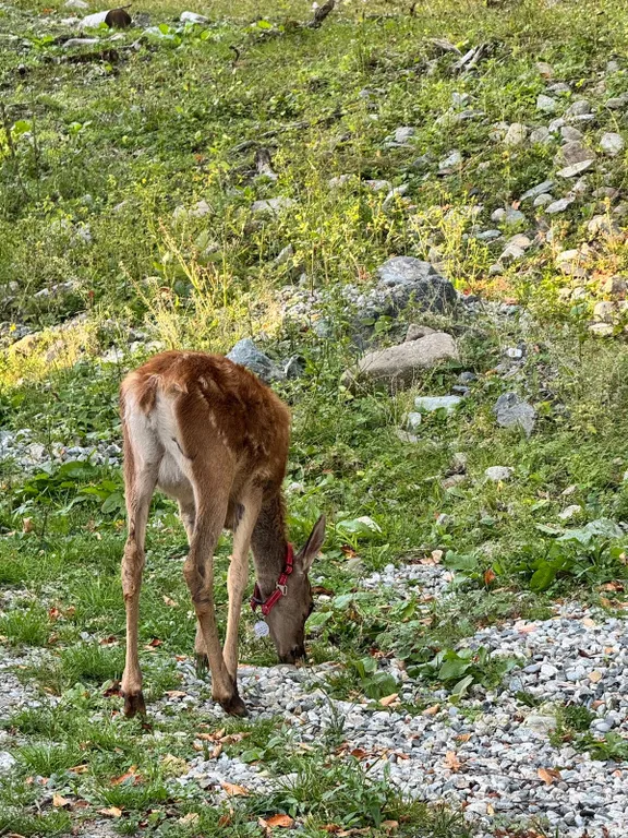 Коттедж House с террасой и видом на лес — Архыз