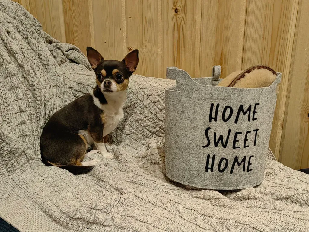 Барн-хаус у леса