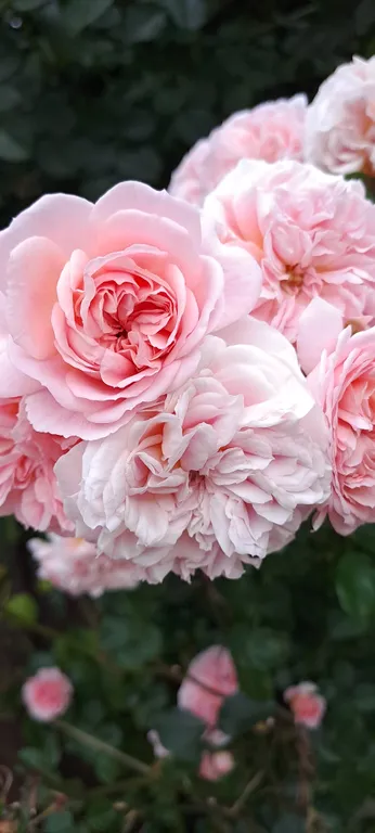 Коттедж под ключ у Черного моря