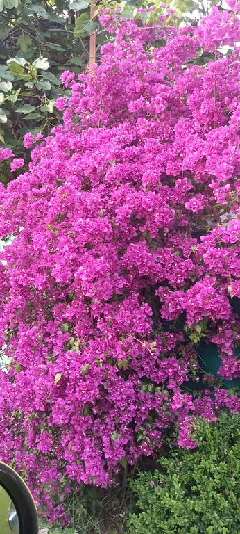 Квартира Комната с прямым видом на море — Гагра