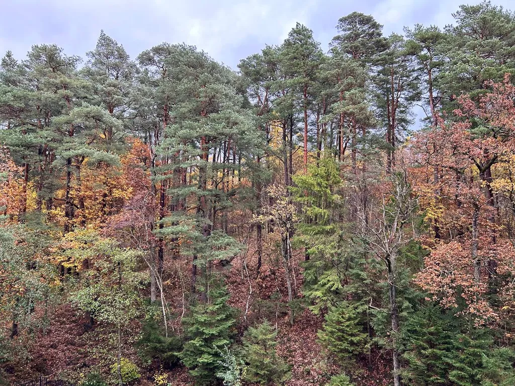 Квартира Квартира Rauschen Green May — Светлогорск