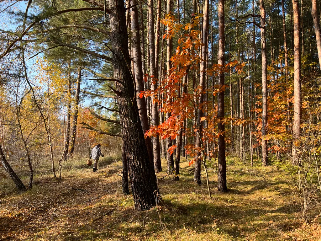 Коттедж Гостевой Дом Ветрово — Сосновка