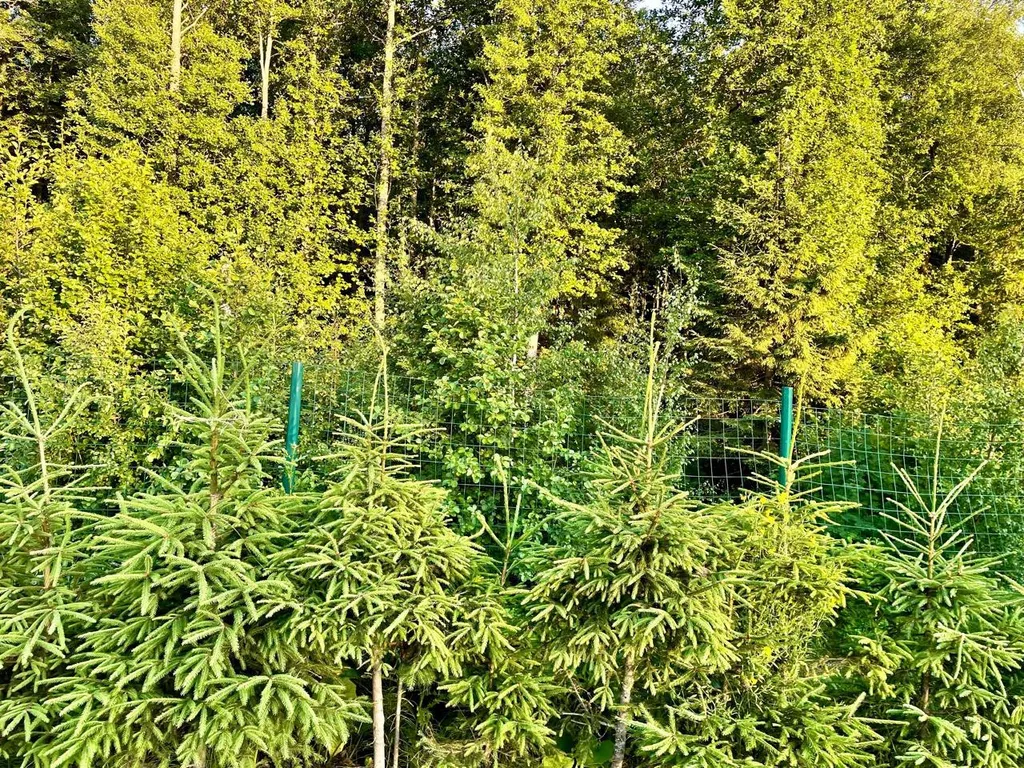 Коттедж Милый домик у Леса — Санкт-Петербург