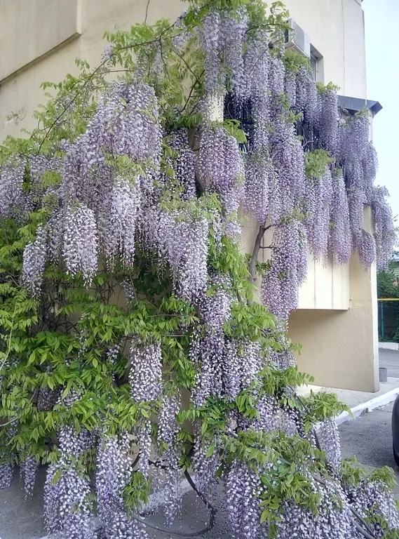 Двухместная комната с видом на горы и сквер