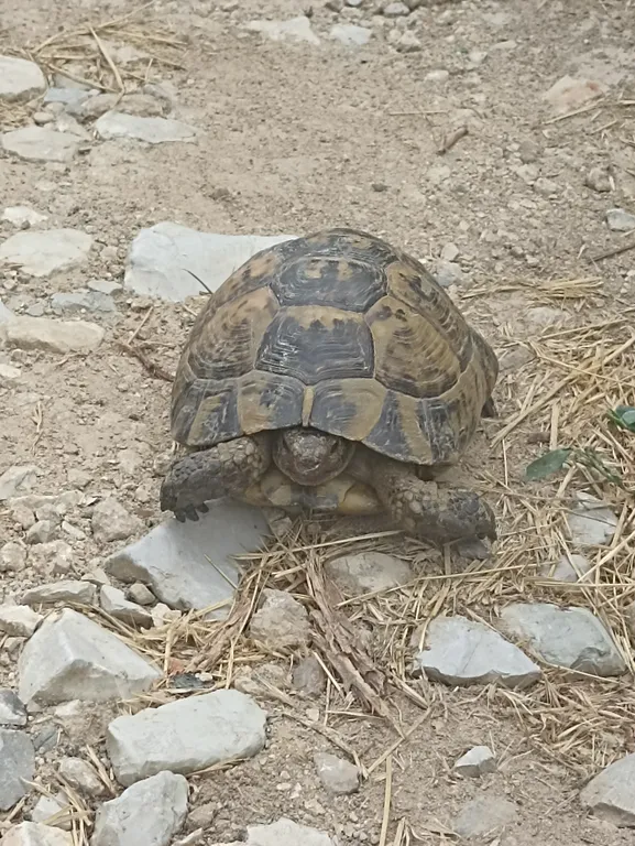 Квартира со своим двориком и стоянкой