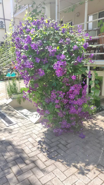 Номер с видом на сад