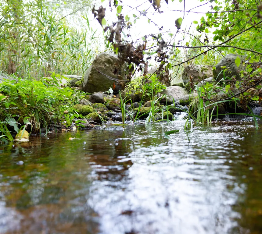 Усадьба Медвежий угол в лесу на берегу озера