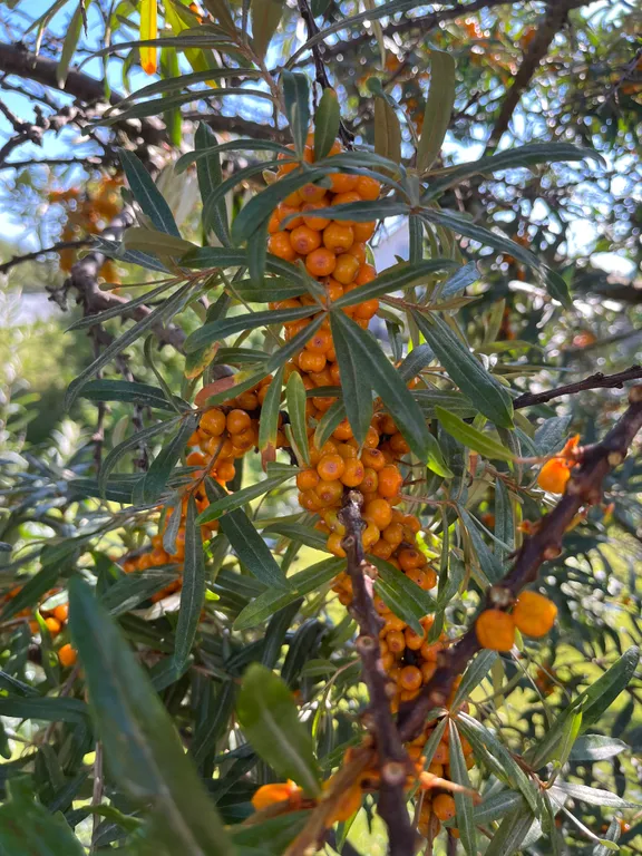 Гостевой дом в Карелии