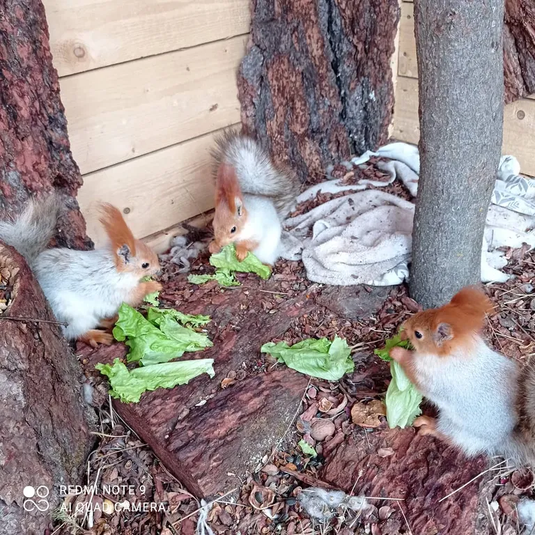 Уютный семейный домик на Алтае