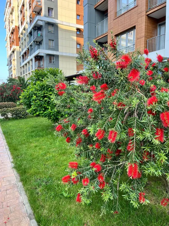 Каравелла Португалии