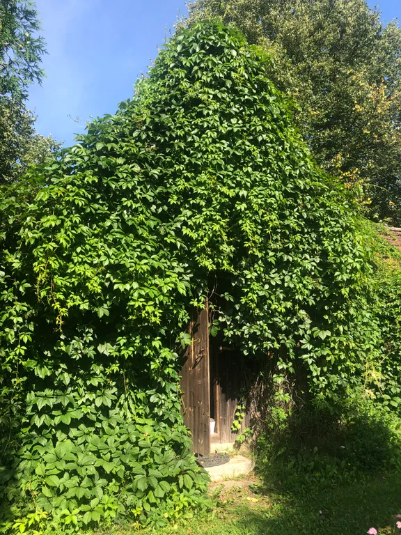 Маленький дом увитый виноградом