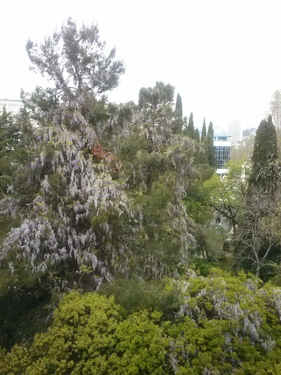 Квартира 1-комнатная Квартира — Сочи