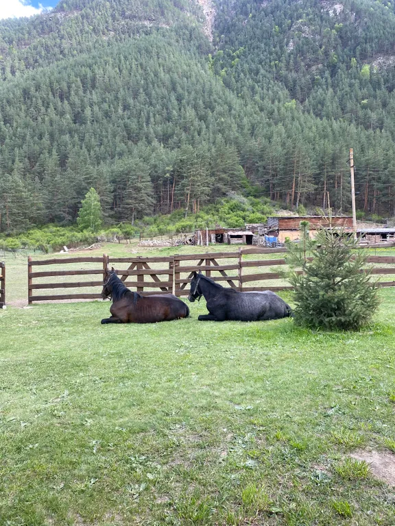 Домик под лесом