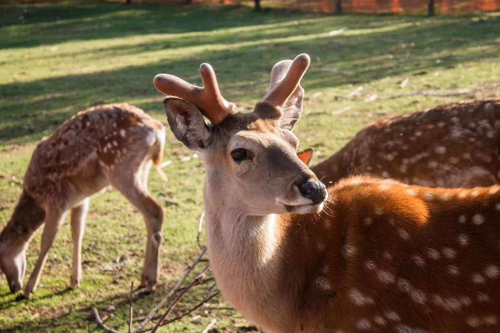 Уютный дом и банька