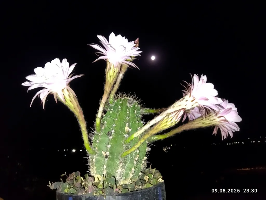 Ракушка Казантипа