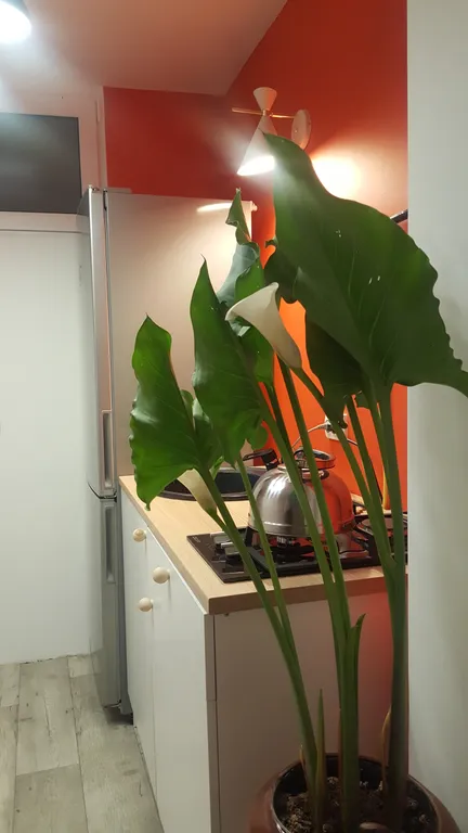 Квартира с панорамным видом на гору Чатыр Даг