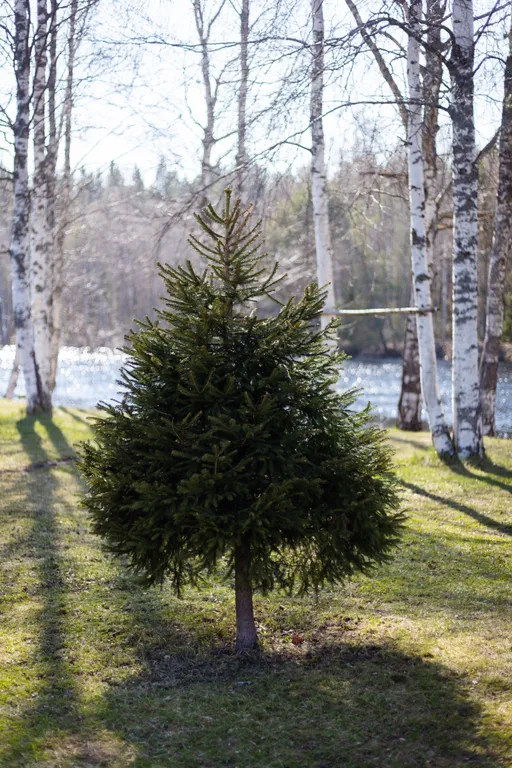 Коттедж Дом на берегу реки Шуя — Нижние Виданы