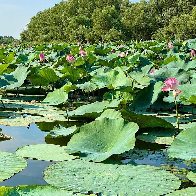 Домик в лотосах (Основной дом)