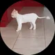 Михаил