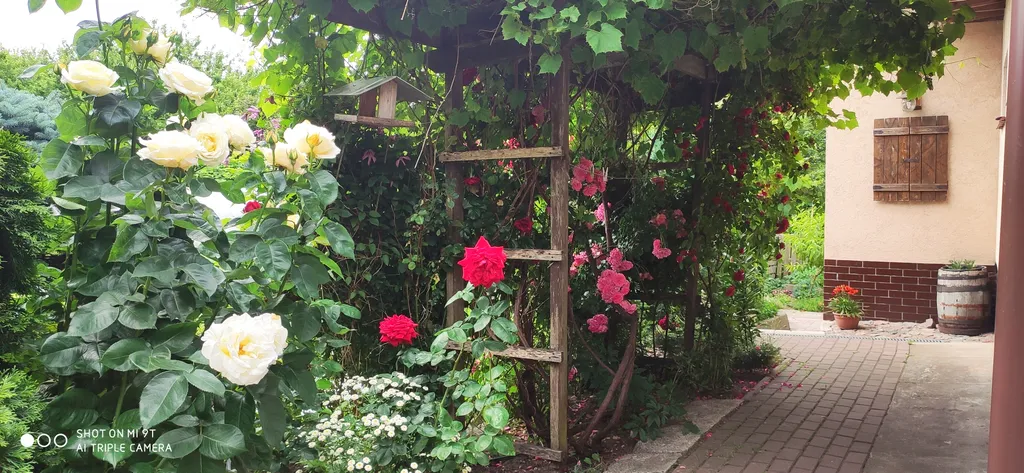 Светлая и просторная студия в чудесном саду для отдыха под шум моря