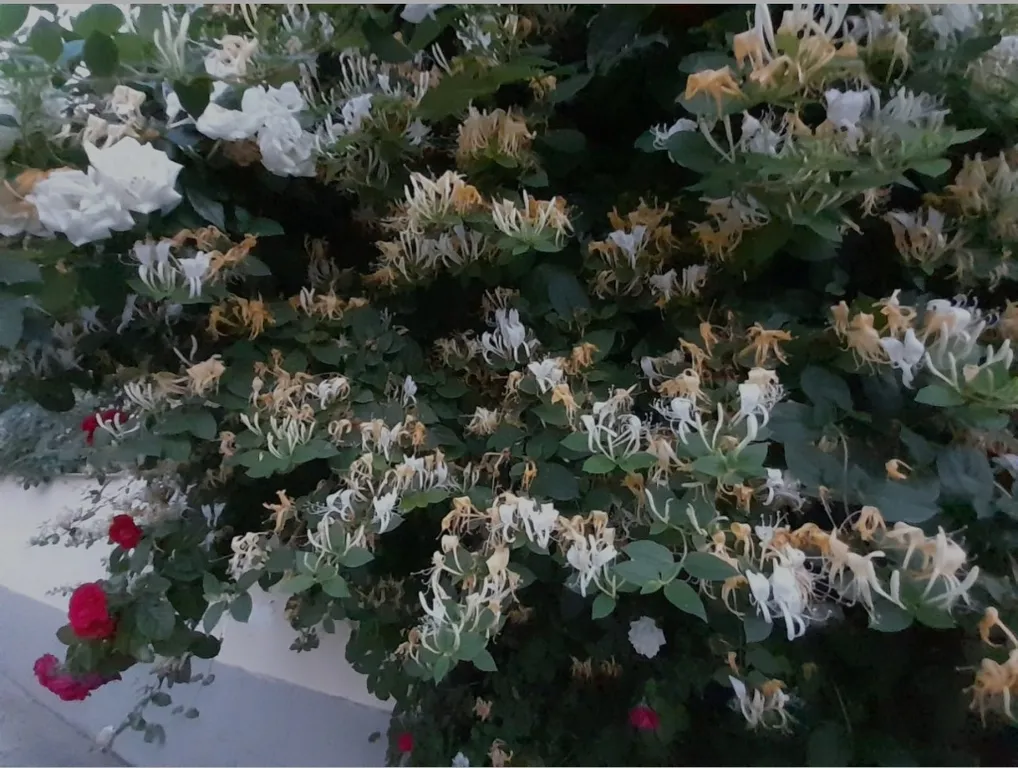 Квартира с красивой беседкой у моря