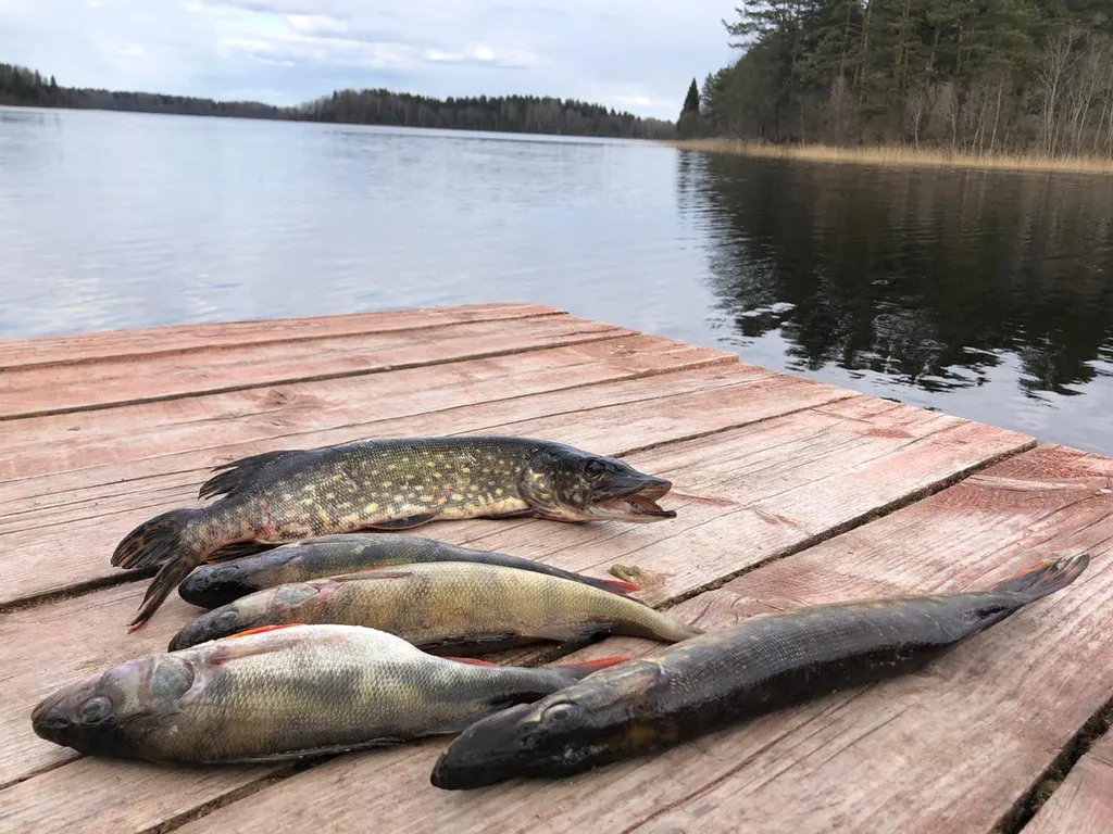 Коттедж Отдых в уютном доме на Селигере — Заборки