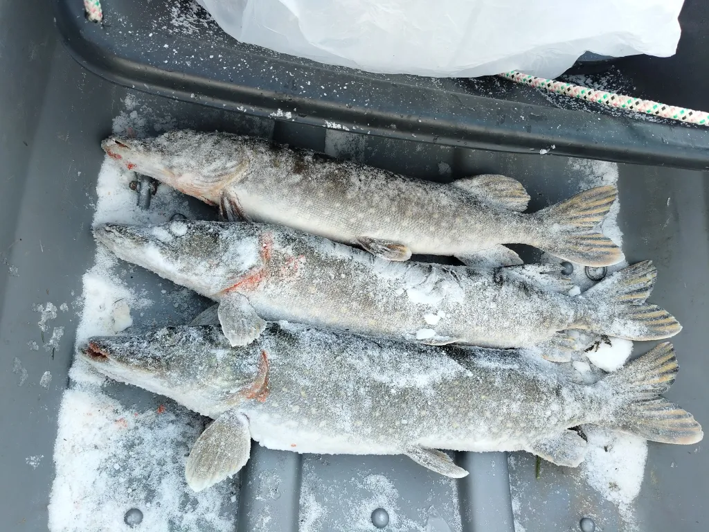 Домик в глуши