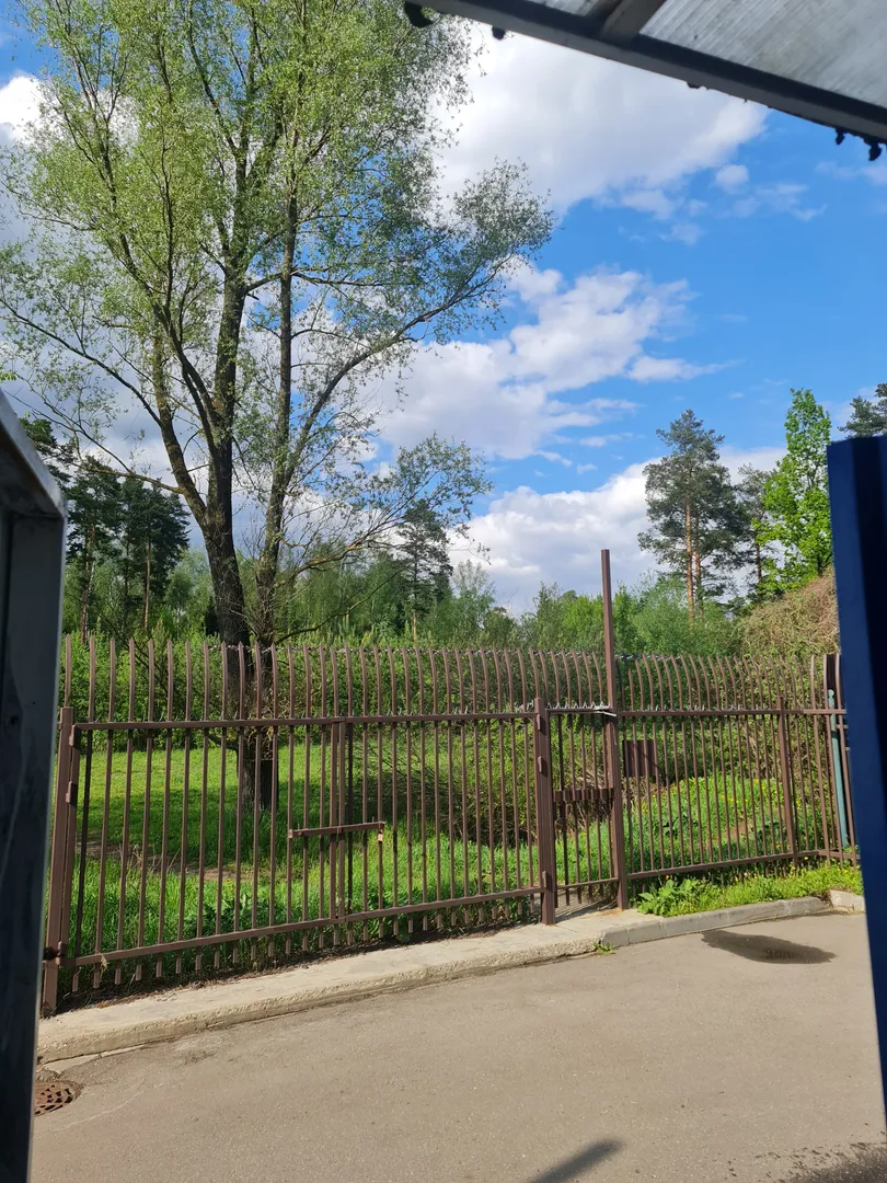 лесопарк у дома