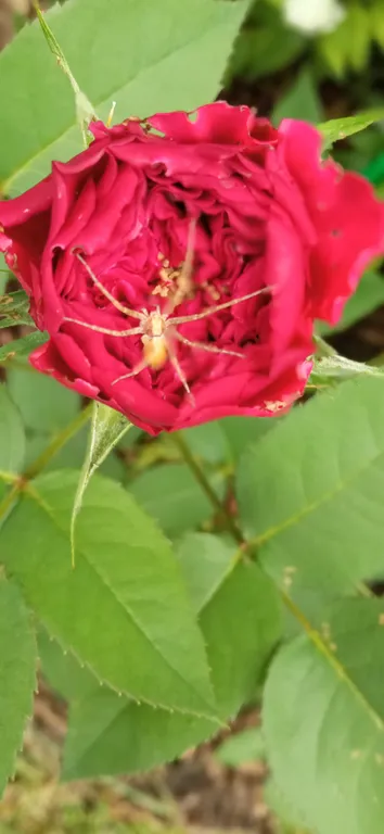 Дом на берегу реки чемал