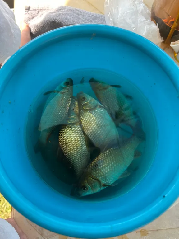 Новый дом в тихом месте