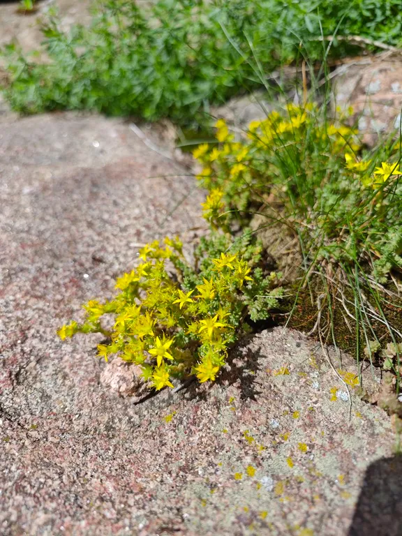 На Ладоге Брусничный