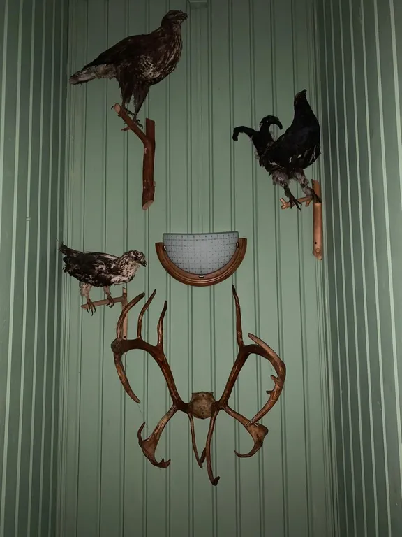 Загородный дом в лесу на Волге