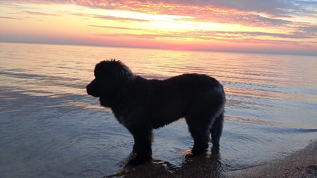 Коттедж Гостевой дом У Тузика на 3-4 человека — аренда посуточно в Должанская