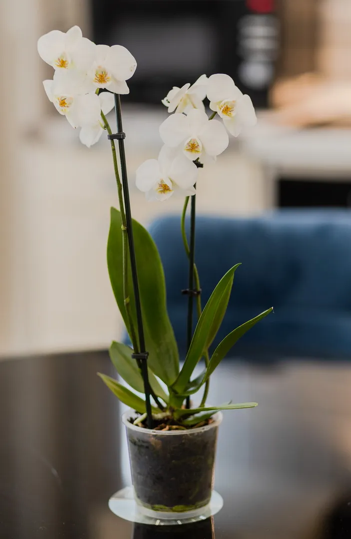 Фото