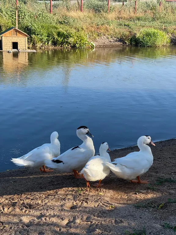 Домик у пруда рядом с Азовским морем